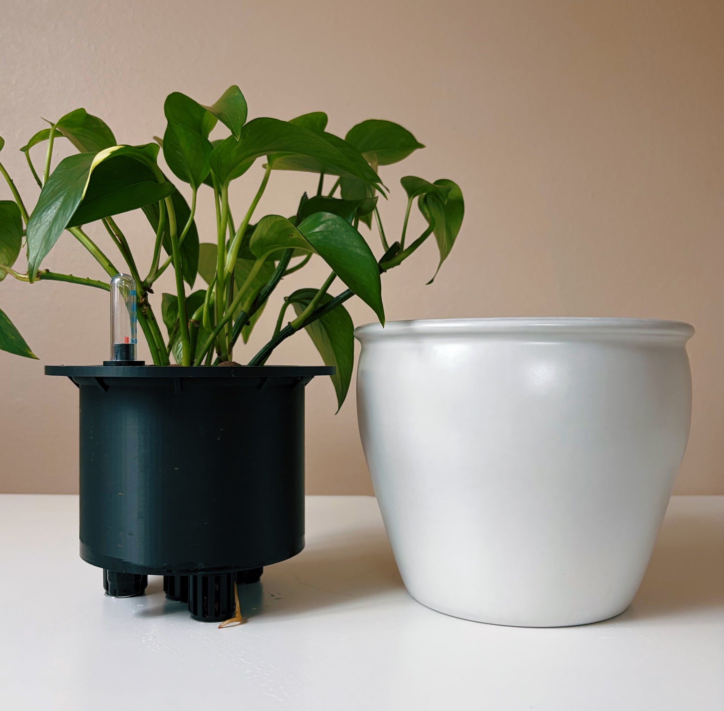 Epipremnum in Antique White