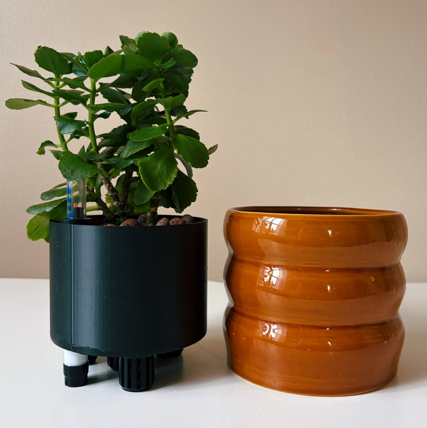 Kalanchoe in Baked Clay