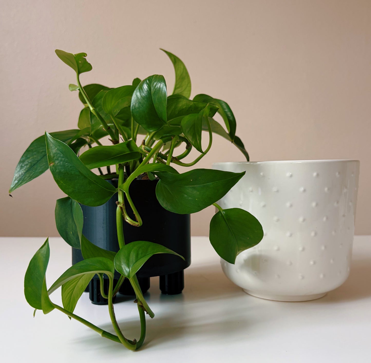 Epipremnum in Dotted White