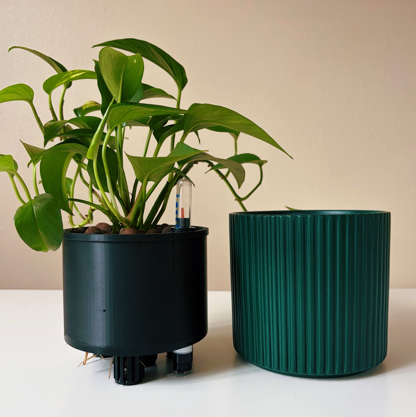 Epipremnum in Forest Green