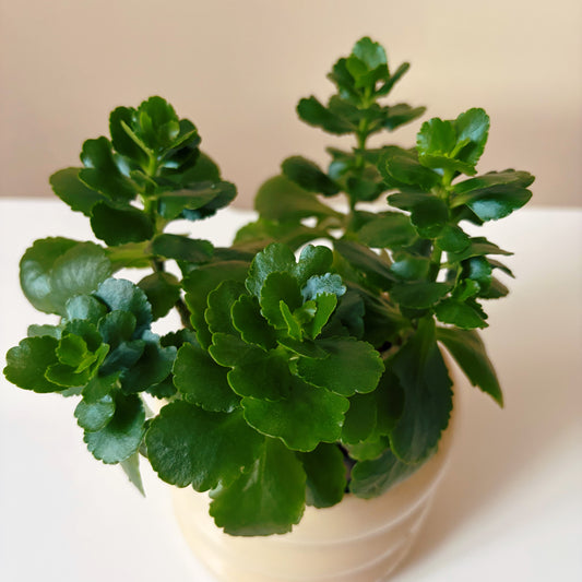 Kalanchoe in Soft Cream