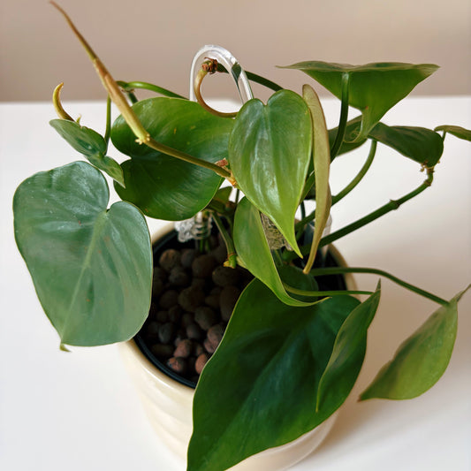 Philodendron in Soft Cream