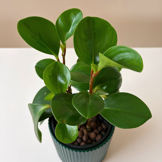 Peperomia in Forest Green v2