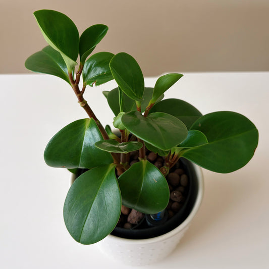 Peperomia in Dotted White