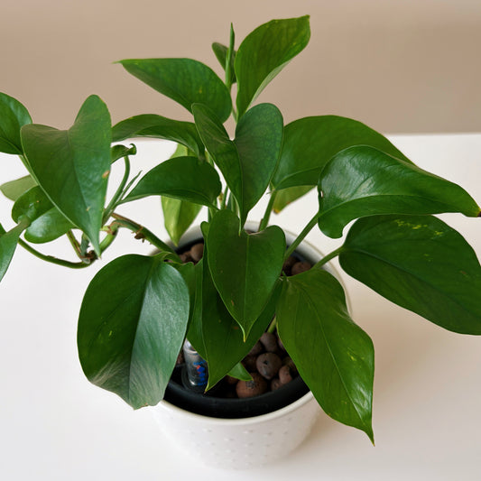 Epipremnum in Dotted White