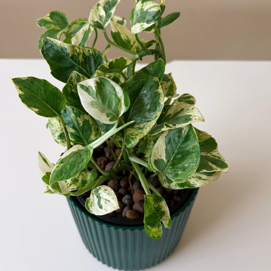 Epipremnum Variegated in Forest Green
