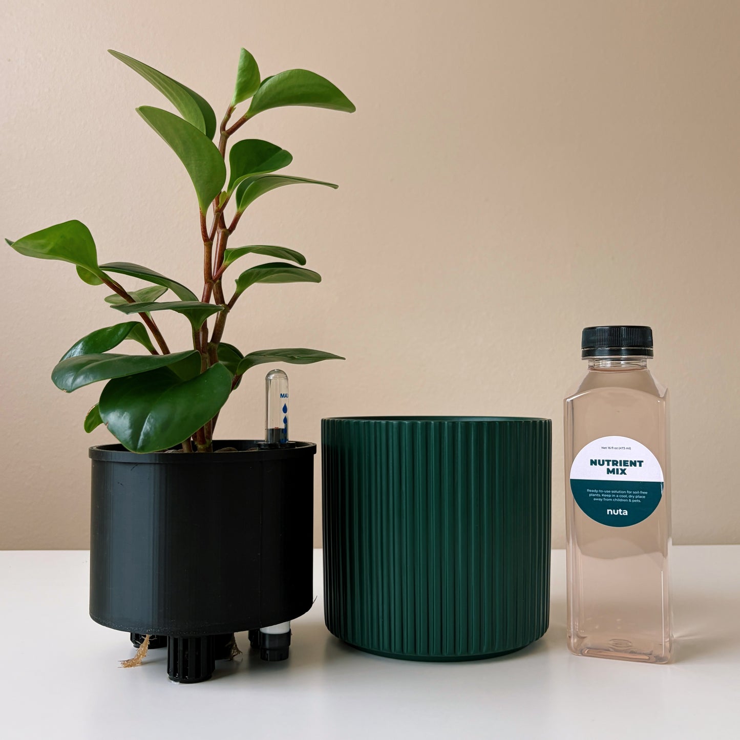 Peperomia in Forest Green v1