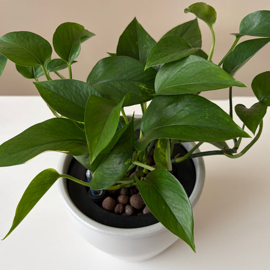 Epipremnum in Antique White