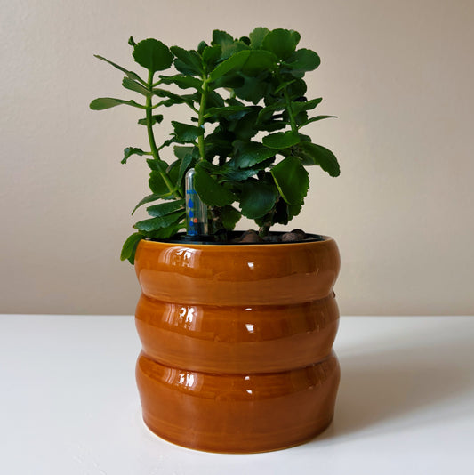 Kalanchoe in Baked Clay