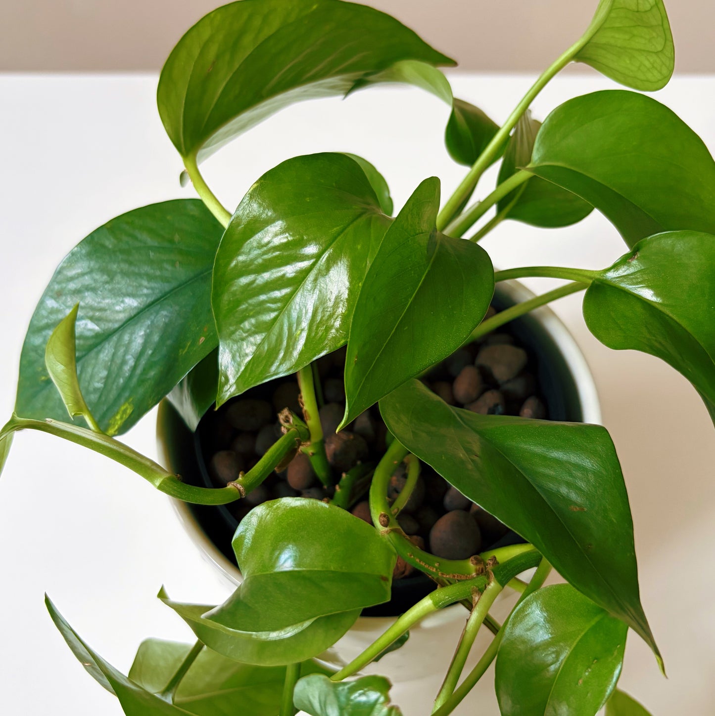 Epipremnum in Dotted White