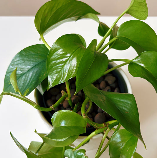 Epipremnum in Dotted White