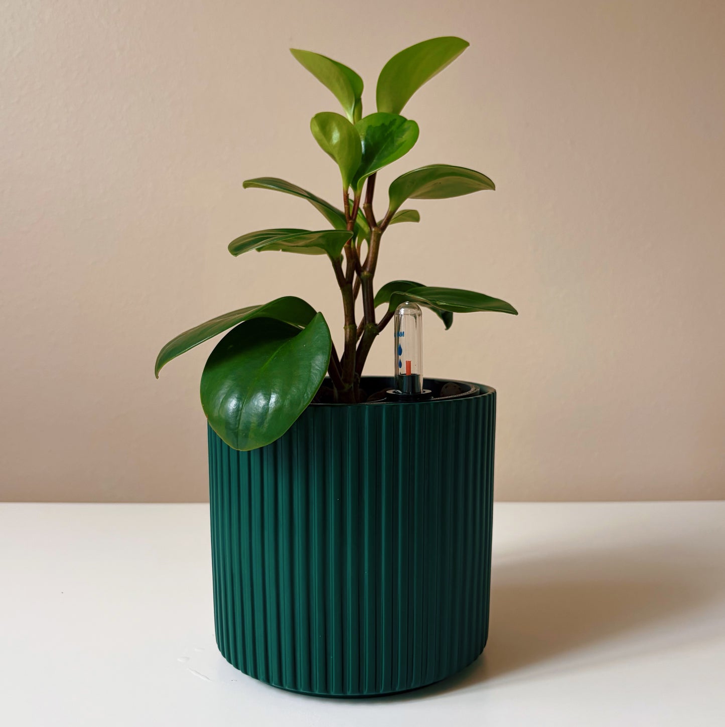 Peperomia in Forest Green v1