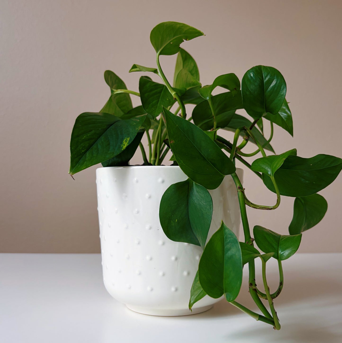 Epipremnum in Dotted White