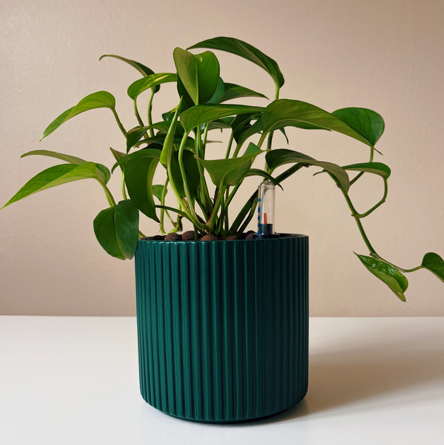 Epipremnum in Forest Green