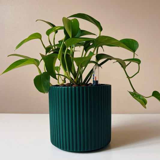 Epipremnum in Forest Green