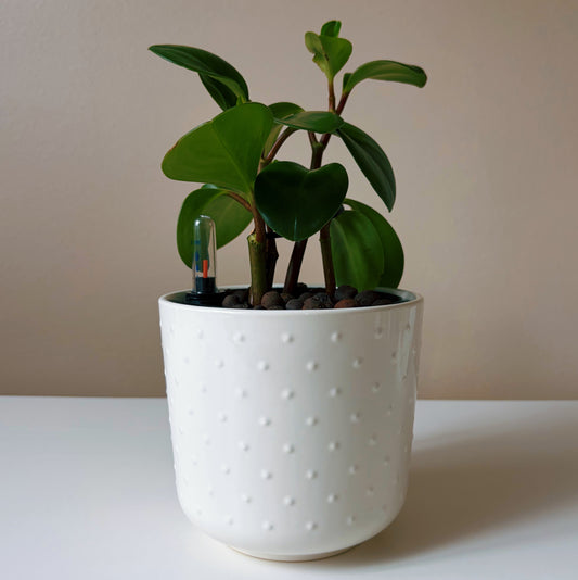 Peperomia in Dotted White