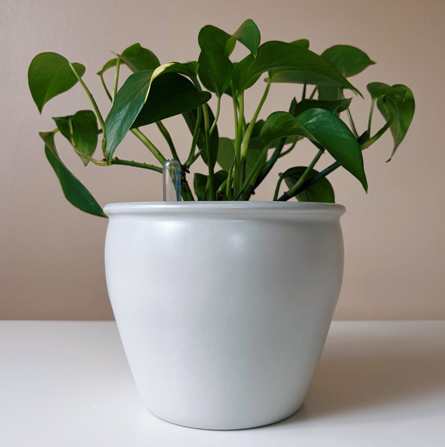 Epipremnum in Antique White