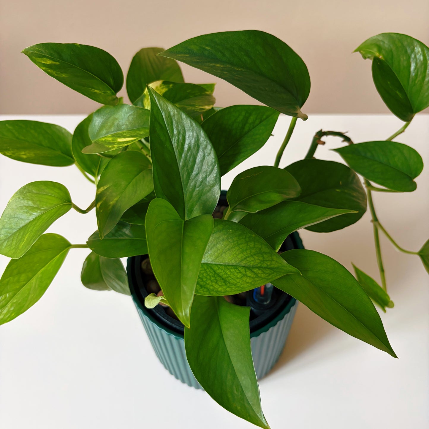 Epipremnum in Forest Green