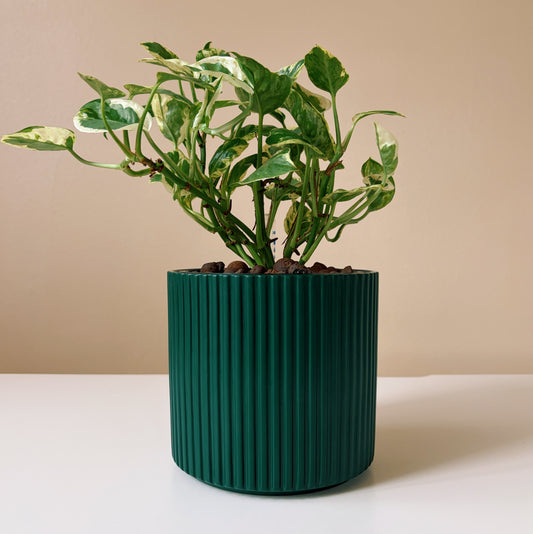 Epipremnum Variegated in Forest Green