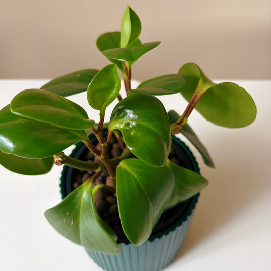 Peperomia in Forest Green v2