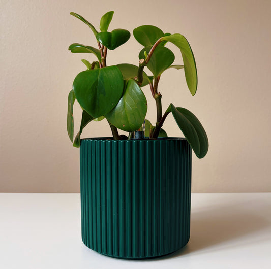 Peperomia in Forest Green v2