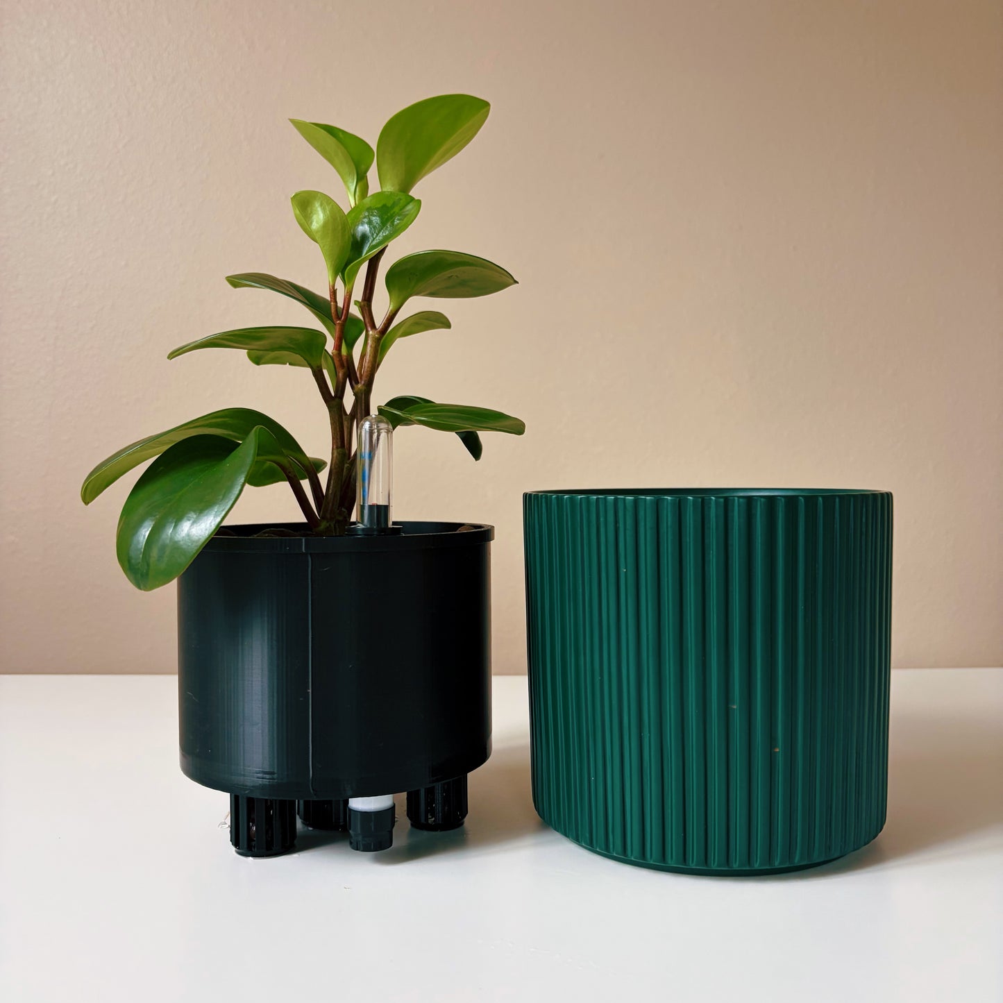 Peperomia in Forest Green v1