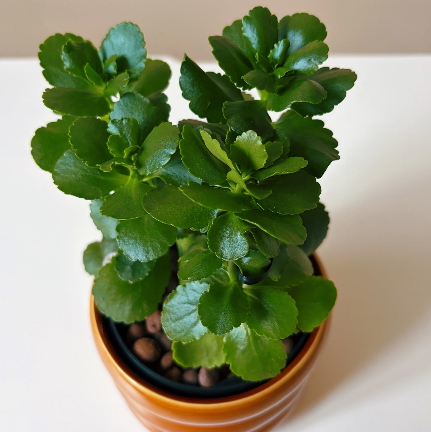 Kalanchoe in Baked Clay