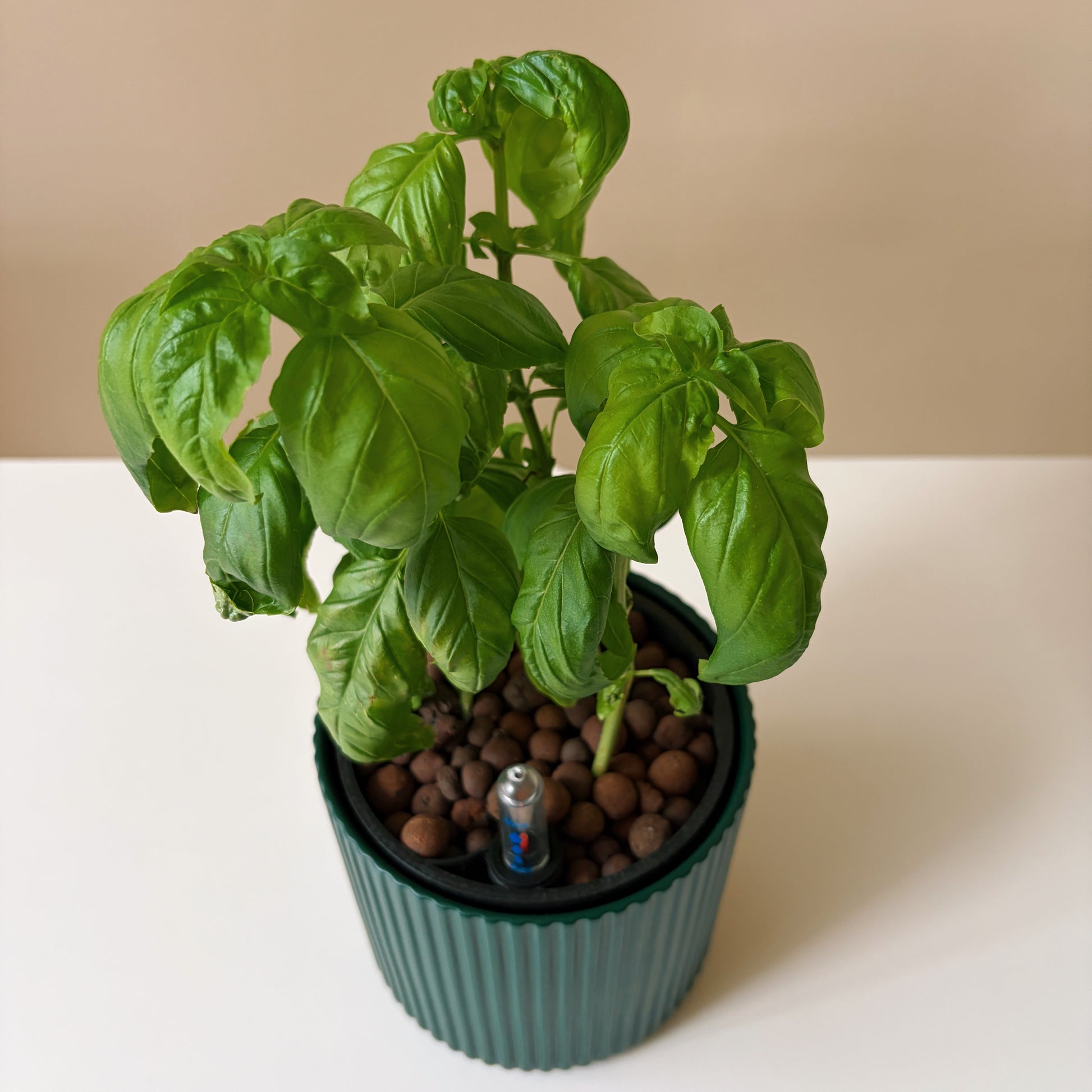 Potted plant with basil leaves on a beige background