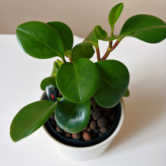 Peperomia in Dotted White