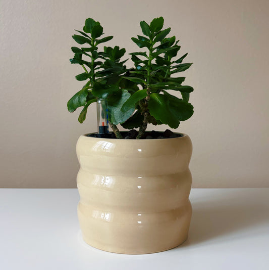 Kalanchoe in Soft Cream