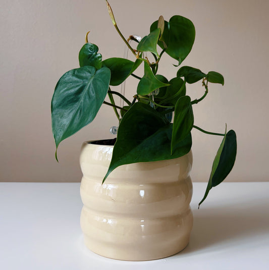 Philodendron in Soft Cream