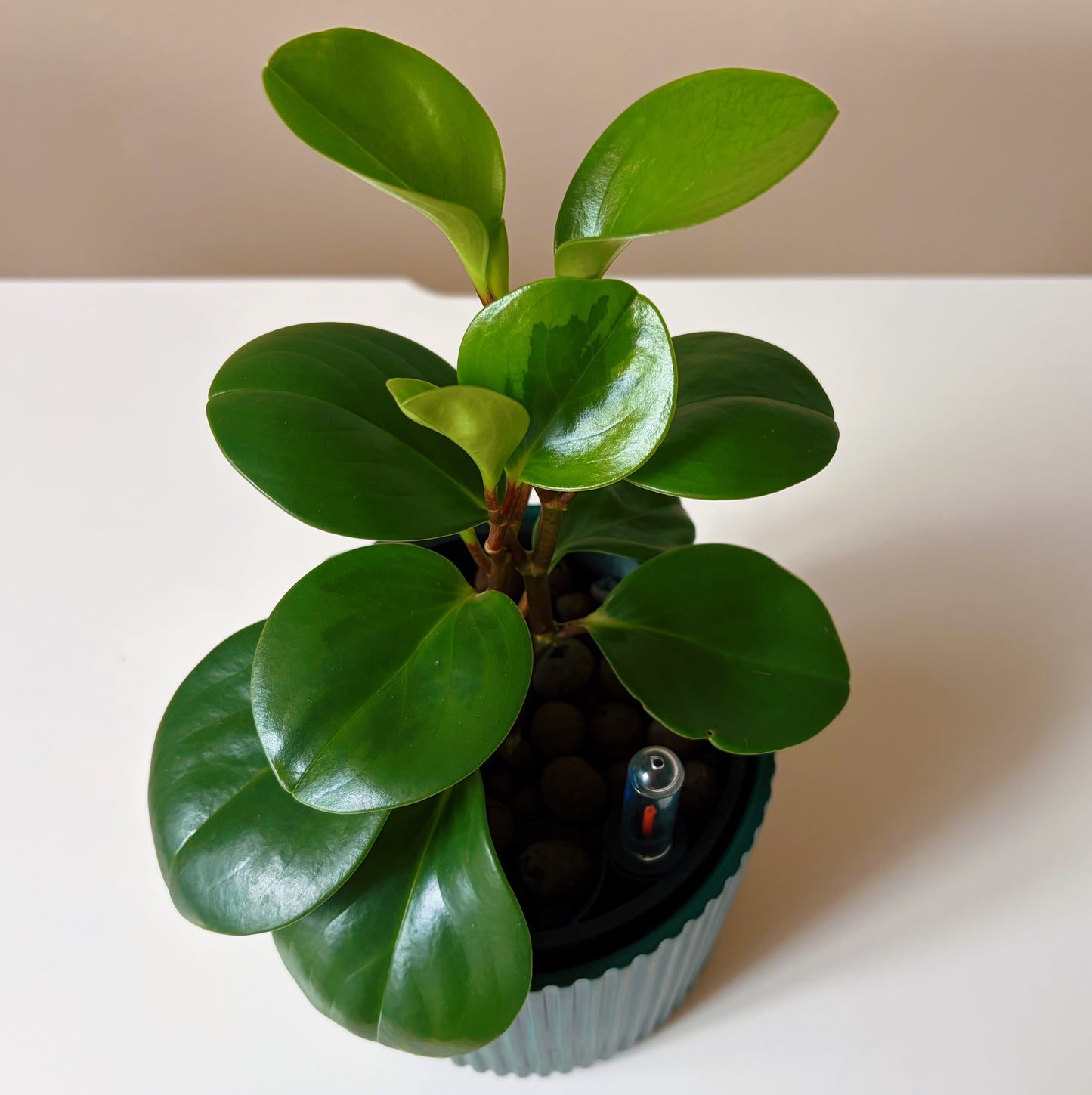 Peperomia in Forest Green v1
