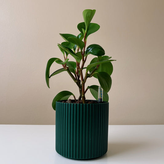 Peperomia in Forest Green v2