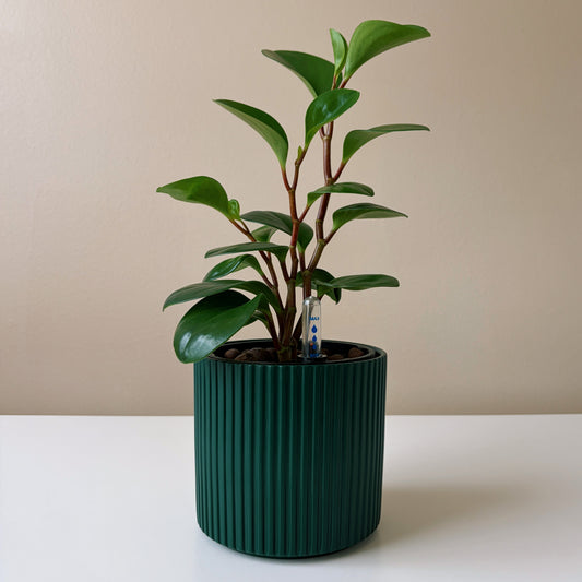 Peperomia in Forest Green v1