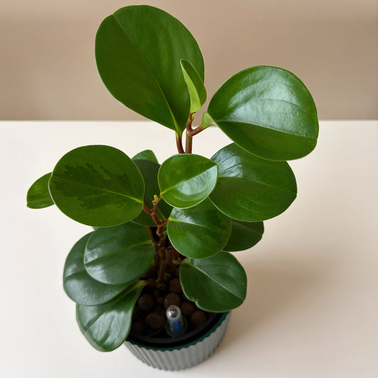 Peperomia in Forest Green v1