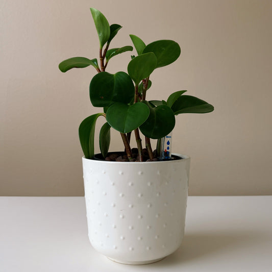Peperomia in Dotted White