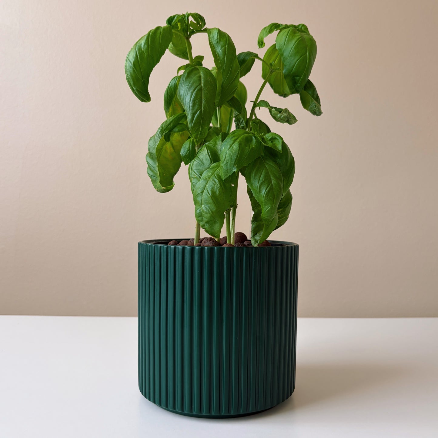 Green potted plant in a ribbed pot on a beige background