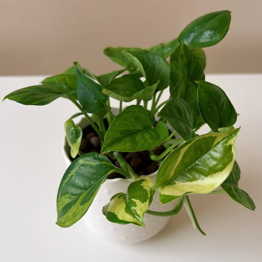 Potted green plant with variegated leaves on a white surface