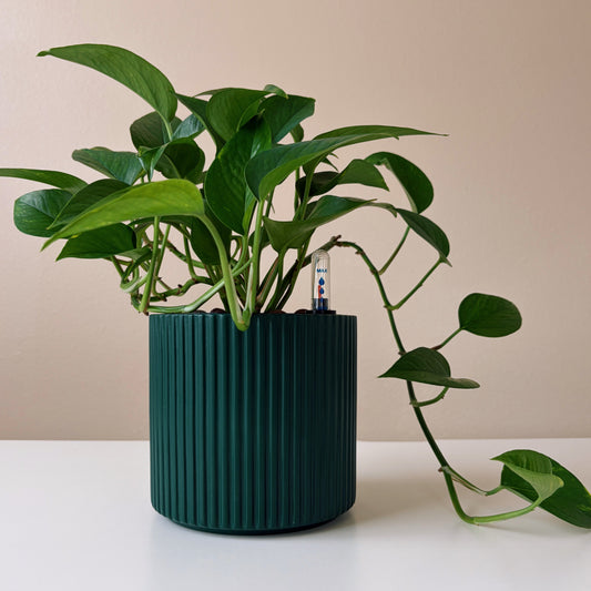 Epipremnum in Forest Green