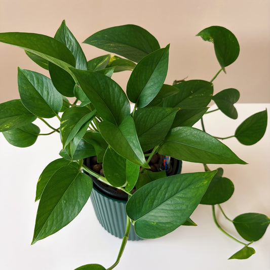 Epipremnum in Forest Green