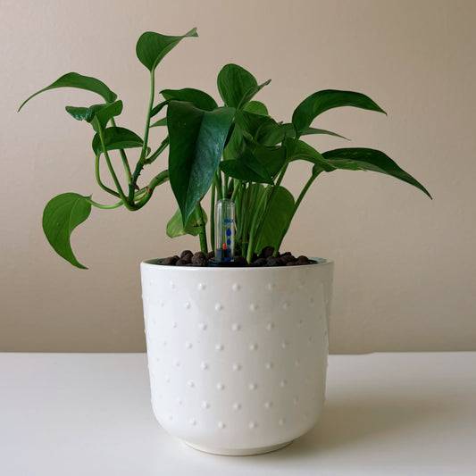 Epipremnum in Dotted White
