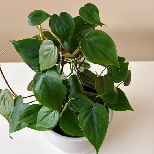 Philodendron in Antique White
