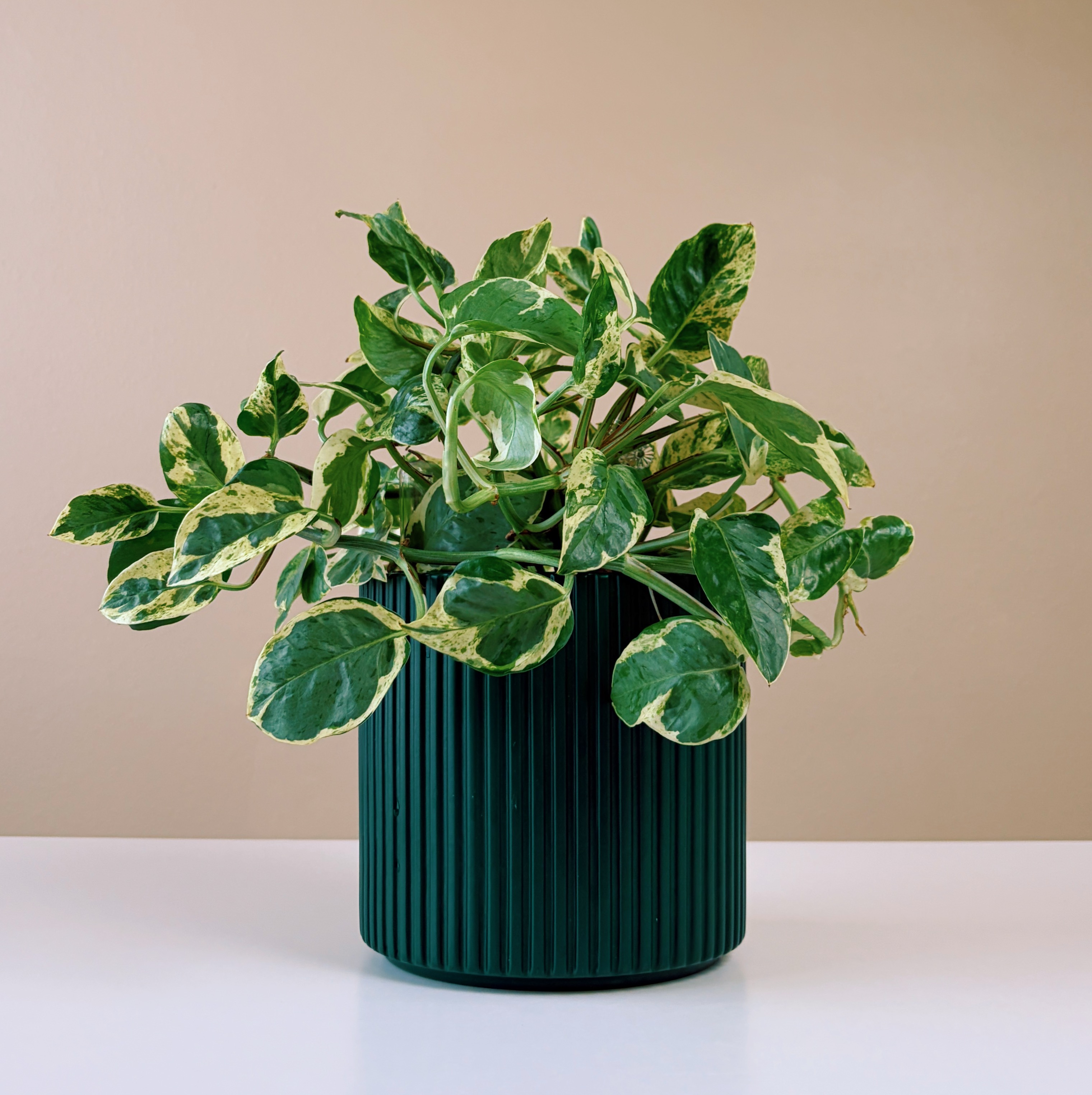 Epipremnum Variegated