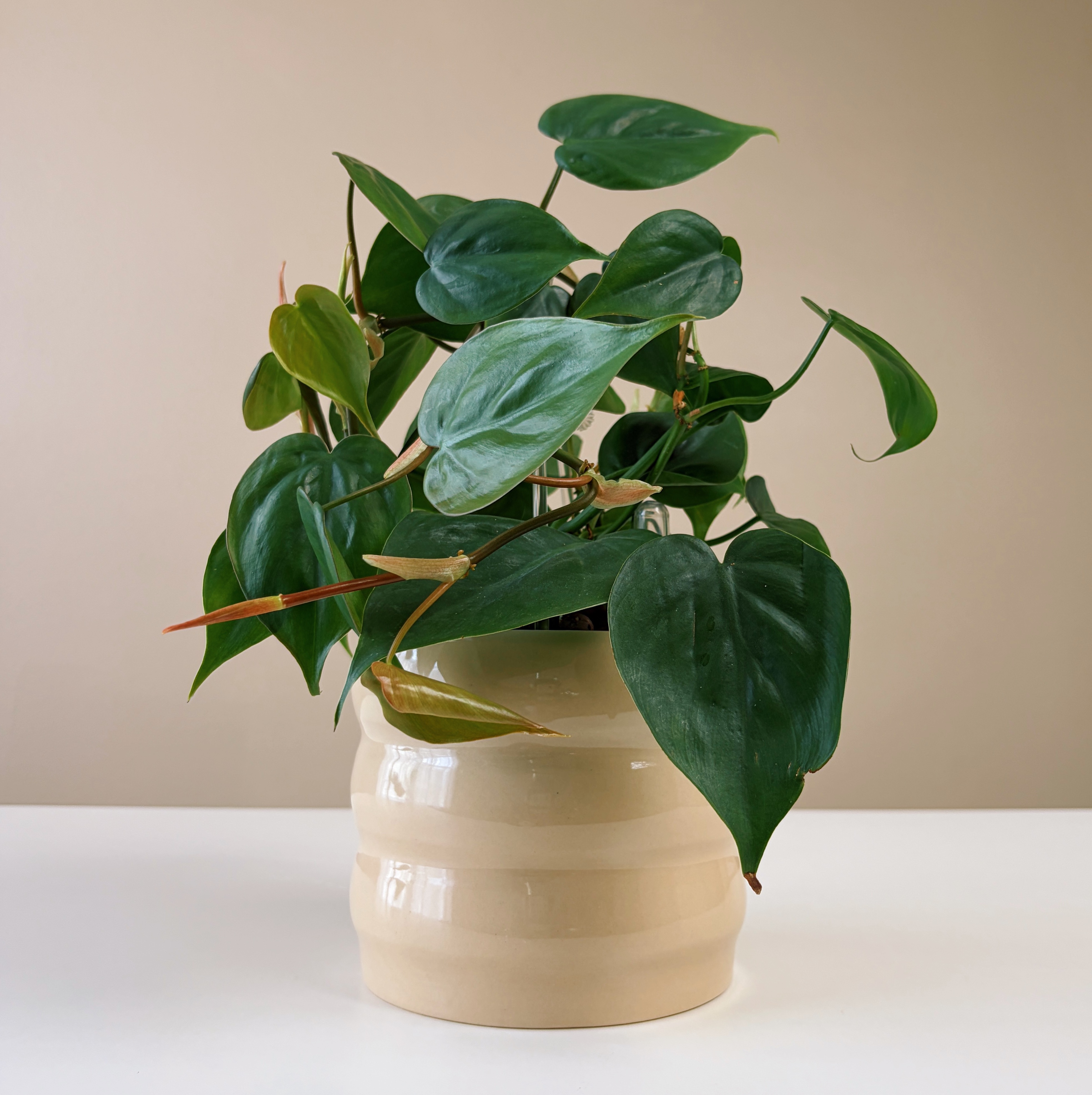 Philodendron Heartleaf