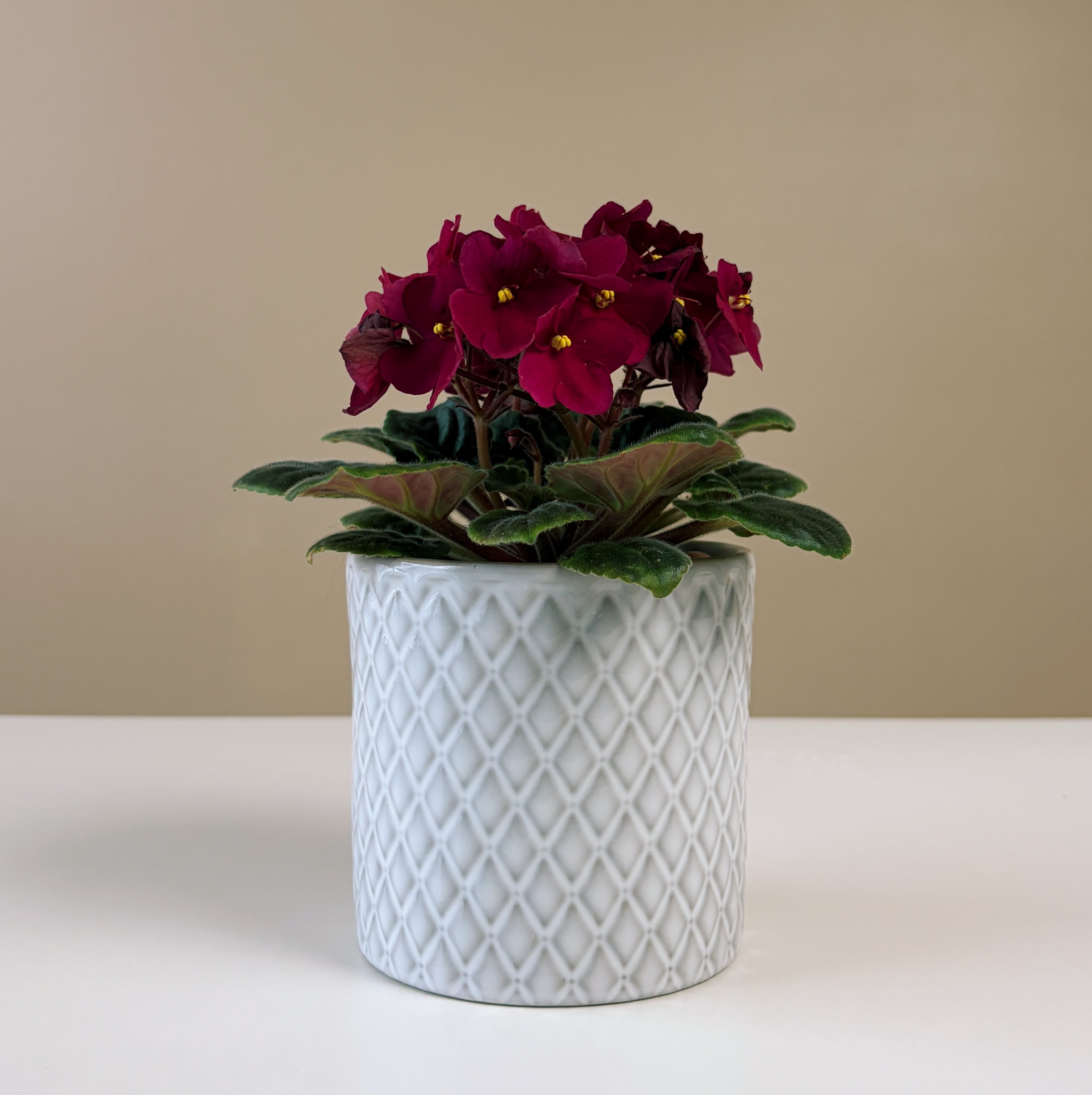 African Violet